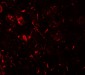 ULK1 Antibody